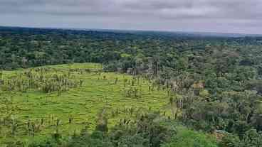 Desmatamento na Amazônia tem queda de 10,6% em agosto