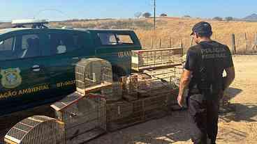 Polícia combate tráfico internacional de aves silvestres