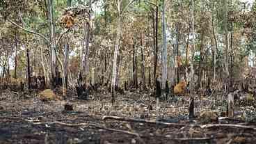 PF cumpre mandado contra suspeito por incêndios no Distrito Federal