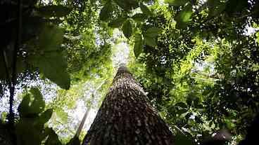 Plano contra desmatamento na Amazônia recebe sugestões até dia 26