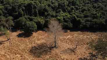 Amazônia: desmatamento em terras indígenas provocou emissão de CO2