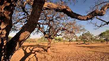 Trabalhadoras de comunidades tradicionais se unem em defesa do Cerrado