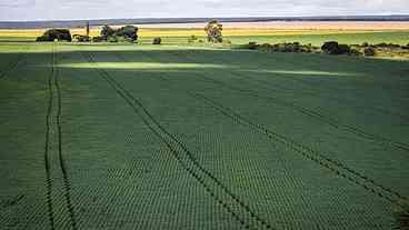 Cerrado recebe 600 milhões de litros de agrotóxico  por ano