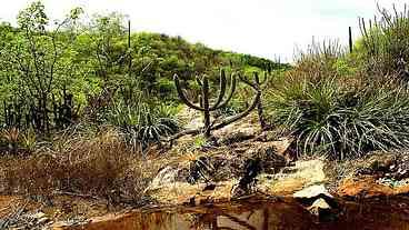 Estudo ajuda a prever impacto de mudanças climáticas na Caatinga