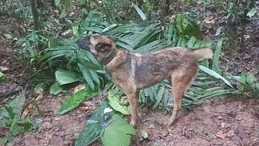 Wilson, cão herói do resgate de crianças na Colômbia, continua desaparecido