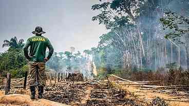 Amazônia: desmatamento cai pela metade e volta a patamares pré-Bolsonaro