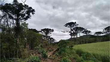 Operações ambientais ajudam na recuperação de 254 hectares de florestas