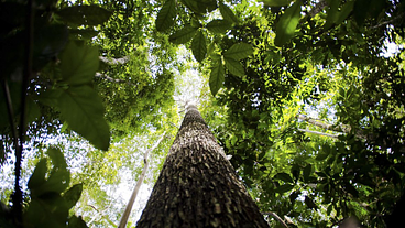 Belém sedia Diálogos Amazônicos, evento prévio à Cúpula da Amazônia