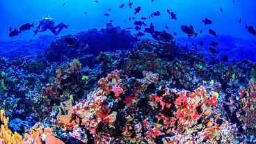 Colinas coralinas na costa do Espírito Santo abrigam grande biodiversidade