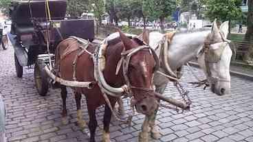 Petrópolis aguarda notificação que proíbe uso de cavalos em charretes