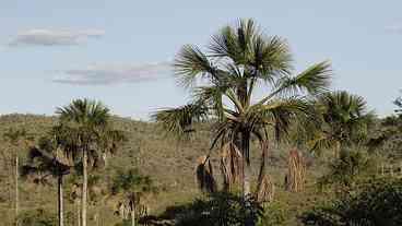 Quilombo Kalunga mantém nativo 83% do Cerrado