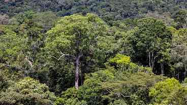 Estudo diz que créditos de carbono na Amazônia são ineficazes