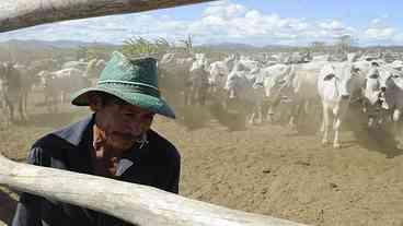 Brasil tem mais boi do que gente, revela pesquisa sobre o agronegócio