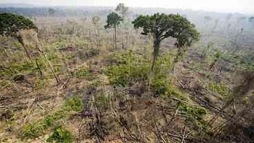 Amazônia tem maior área desmatada em uma década