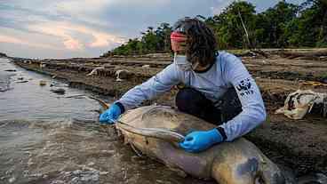 Amazonas: equipe de busca encontra mais cinco carcaças de botos