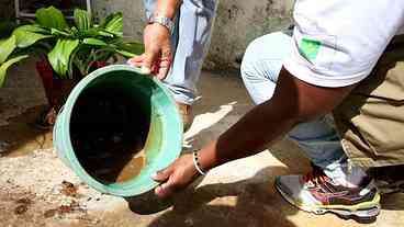 Casos de chikungunya caem 32% neste ano