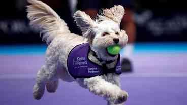 Torneio de tênis em Londres adota cães como boleiros