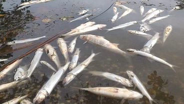 Lagoa de Piratininga registra mortandade de peixes em Niterói