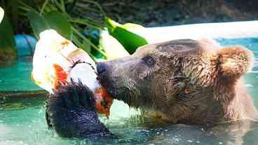 Animais do zoológico do Rio ganham sorvete para combater o calor