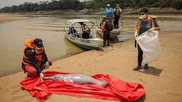 Amazonas: pesquisadores encontram carcaças de 23 botos em Coari