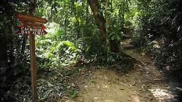 Floresta da Tijuca recebe 200 mudas de plantas