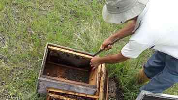 Agrotóxicos encurtam vida e mudam comportamento das abelhas