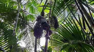 Corrida das patentes na Amazônia