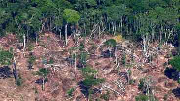 Madeireiros ilegais aproveitam a pandemia para devastar a Amazônia