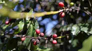 Chuvas intensas no interior mineiro não atingem as lavouras de café