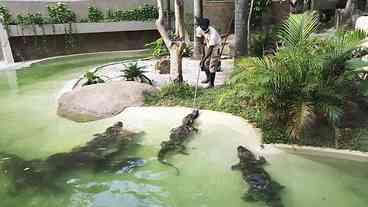 Prefeitura inaugura o BioParque do Rio, um novo conceito de zoológico