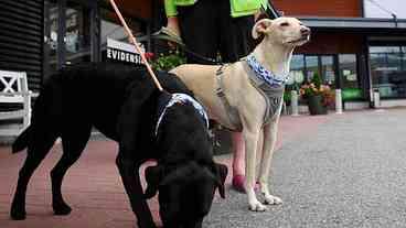 Cachorros podem detectar covid com até 94% de precisão, diz estudo