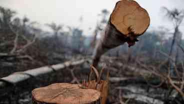 Câmara pauta o pedido de urgência para ‘PL da grilagem’ e recebe críticas de ambientalistas