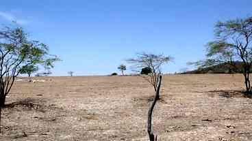 Mudanças climáticas atingem Semiárido e transformam região em novo deserto