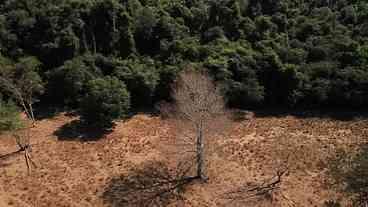 Desmatamento no Cerrado cai 48% em janeiro, mostra relatório