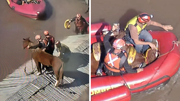 Equipe resgata cavalo Caramelo, ilhado sobre teto de casa em Canoas