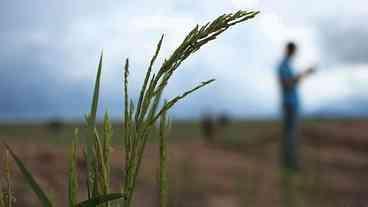 Produtores de arroz desmentem notícias sobre desabastecimento