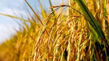 Condições climáticas adversas têm pressionado o preço do arroz