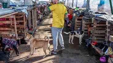 Animais domésticos continuam sendo resgatados de áreas alagadas