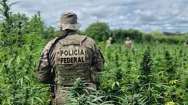 Polícia Federal erradica 448 mil pés de maconha em Pernambuco