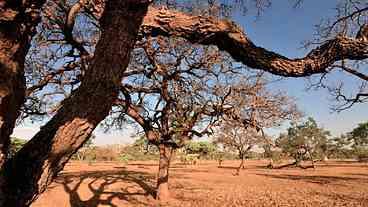 Meio Ambiente destaca ações de enfrentamento à desertificação