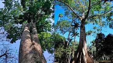 No Dia do Ambiente, Jardim Botânico planta mudas de cinco espécies