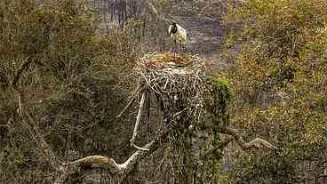 Biólogos tentam salvar o que restou do Pantanal, em meio às chamas