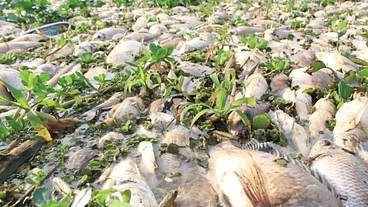 Descarte irregular causa mortandade de peixes no interior de SP