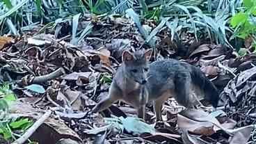 Cachorro-do-mato faz visita diurna ao Parque Lage