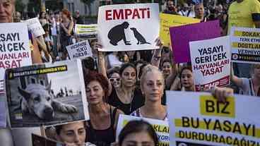 Turquia aprova dispositivo que permite sacrifício de cães de rua