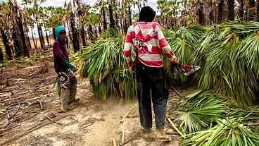 Homens e negros são as principais vítimas de tráfico humano