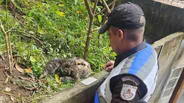 Segurança Presente resgata bicho-preguiça em Laranjeiras